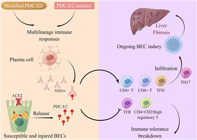 Potential mesenchymal stem cell therapeutics for treating primary biliary cholangitis: advances, challenges, and perspectives